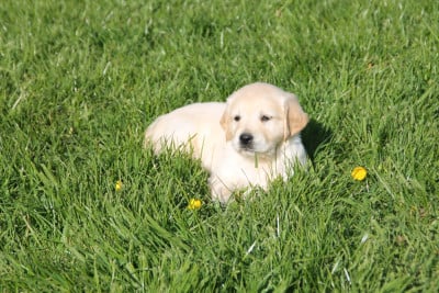 Les chiots de Golden Retriever