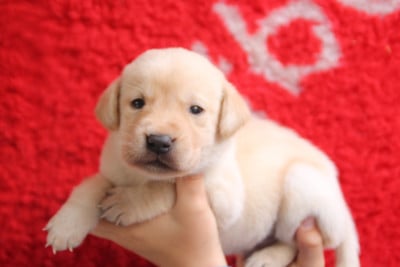 Les chiots de Labrador Retriever