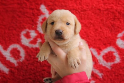 Les chiots de Labrador Retriever