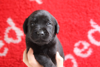 Les chiots de Labrador Retriever