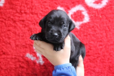 Les chiots de Labrador Retriever