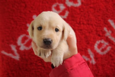 Les chiots de Labrador Retriever