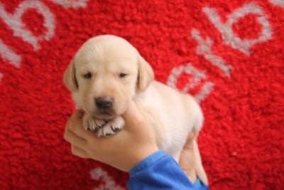 Les chiots de Labrador Retriever