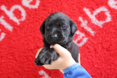 Les chiots de Labrador Retriever