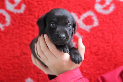 Les chiots de Labrador Retriever