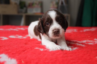 Les chiots de English Springer Spaniel