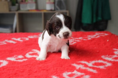 Les chiots de English Springer Spaniel