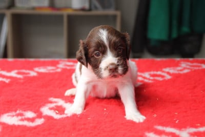 Les chiots de English Springer Spaniel
