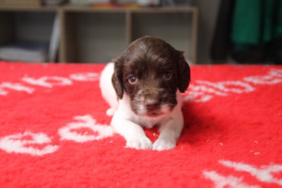 Les chiots de English Springer Spaniel