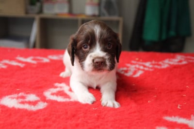 Les chiots de English Springer Spaniel