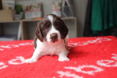 Les chiots de English Springer Spaniel
