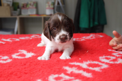 Les chiots de English Springer Spaniel