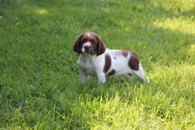 Les chiots de English Springer Spaniel