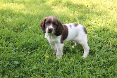 Les chiots de English Springer Spaniel