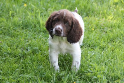 Les chiots de English Springer Spaniel