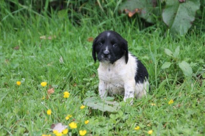 Les chiots de English Springer Spaniel