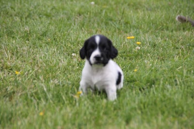 Les chiots de English Springer Spaniel