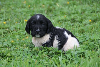Les chiots de English Springer Spaniel