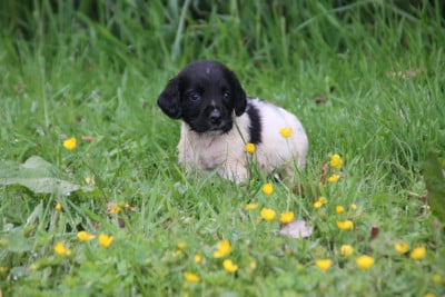 Les chiots de English Springer Spaniel