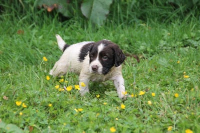 Les chiots de English Springer Spaniel