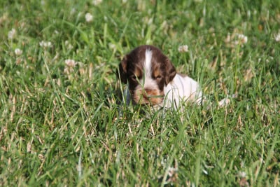 Les chiots de Cocker Spaniel Anglais