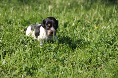 Les chiots de Cocker Spaniel Anglais