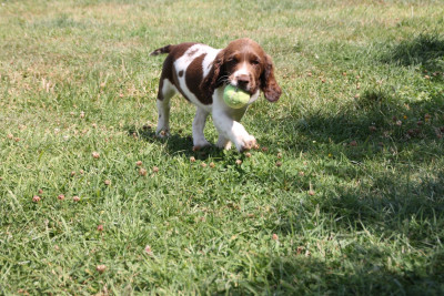Les chiots de English Springer Spaniel