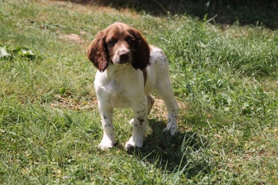 Les chiots de English Springer Spaniel