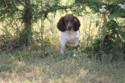 Les chiots de English Springer Spaniel