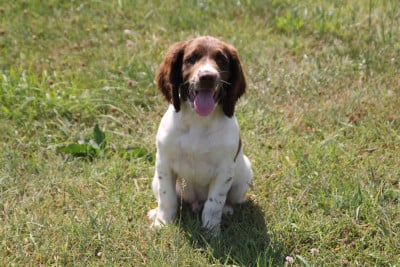 Les chiots de English Springer Spaniel