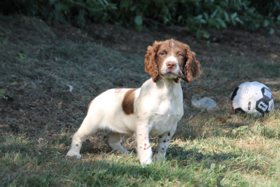 Les chiots de English Springer Spaniel