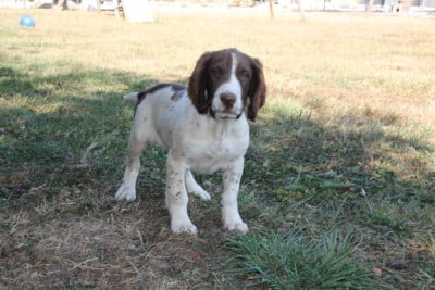 Les chiots de English Springer Spaniel