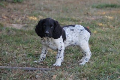 Les chiots de English Springer Spaniel