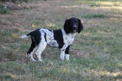 Les chiots de English Springer Spaniel