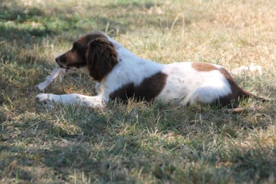Les chiots de English Springer Spaniel