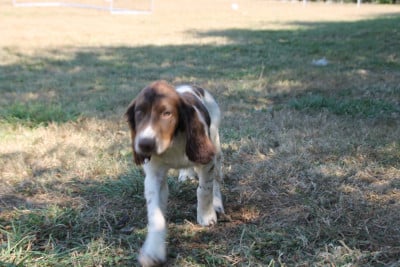 Les chiots de English Springer Spaniel