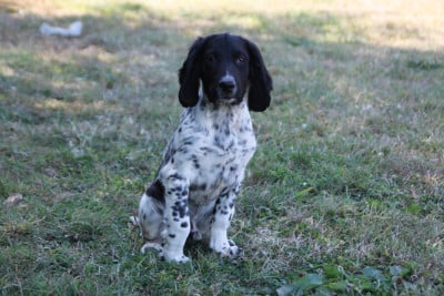 Les chiots de English Springer Spaniel