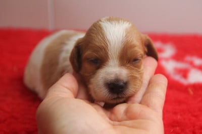Les chiots de Epagneul Breton