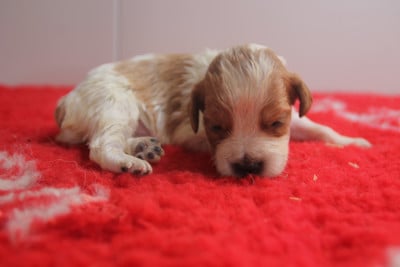 Les chiots de Epagneul Breton