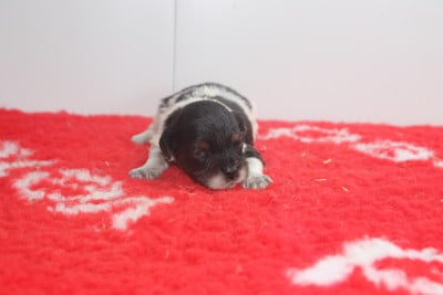 Les chiots de Epagneul Breton
