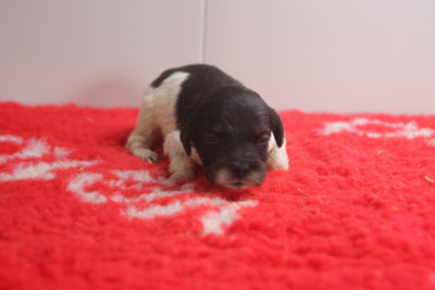 Les chiots de Epagneul Breton