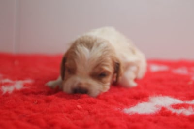 Les chiots de Epagneul Breton