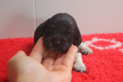 Les chiots de Epagneul Breton