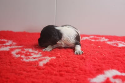 Les chiots de Epagneul Breton