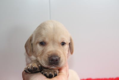 Labrador Retriever