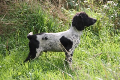 Les chiots de English Springer Spaniel