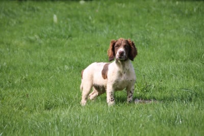 Les chiots de English Springer Spaniel