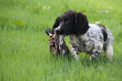 Les chiots de English Springer Spaniel