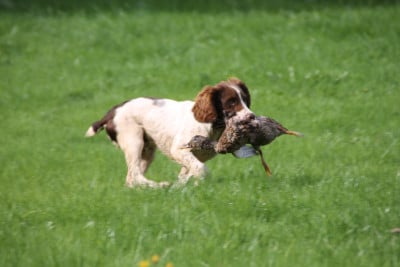 Les chiots de English Springer Spaniel