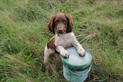 Les chiots de English Springer Spaniel
